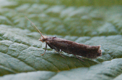 Ypsolopha parenthesella