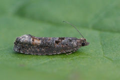 Ospekveldvikler (Epinotia maculana)