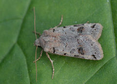 Blågrått høstfly (Agrochola litura)