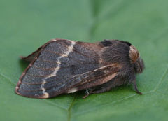 Høstspinner (Poecilocampa populi)