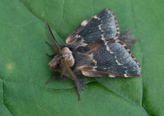 Høstspinner (Poecilocampa populi)