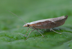 Leddvedsprellemøll (Ypsolopha dentella)