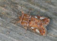 Furufly (Panolis flammea)