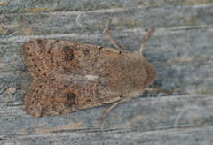 Lite seljefly (Orthosia cruda)