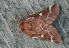 Dvergbjørkspinner (Eriogaster arbusculae)