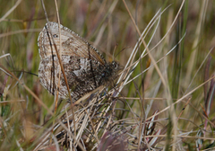 Nornens ringvinge (Oeneis norna)