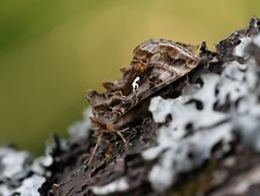 Gråbrunt metallfly (Autographa buraetica)