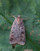 Rødfrynset teglfly (Diarsia brunnea)