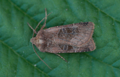 Kobberfly (Chersotis cuprea)