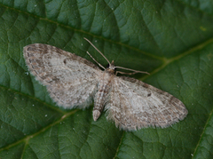 Seljedvergmåler (Eupithecia tenuiata)