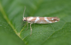 Oreblomstmøll (Argyresthia goedartella)