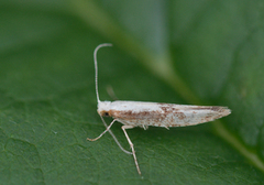 Argyresthia