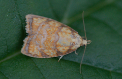 Roseflatvikler (Acleris bergmanniana)