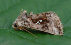 Fiolettbrunt metallfly (Autographa pulchrina)