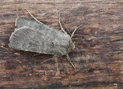 Mørkt klippefly (Standfussiana lucernea)