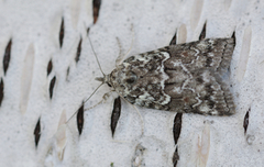 Seljeviklefly (Nycteola degenerana)