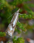 Myrnebbmott (Crambus alienellus)