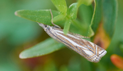 Smalstreknebbmott (Crambus lathoniellus)