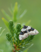 Øyemåler (Cosmorhoe ocellata)