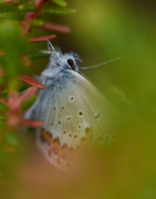 Idasblåvinge (Plebejus idas)