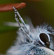 Idasblåvinge (Plebejus idas)