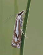 Myrnebbmott (Crambus alienellus)