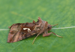 Gyllenbrunt metallfly (Autographa macrogamma)