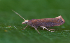 Ypsolopha