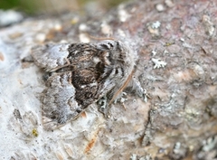 Hasselmunkefly (Colocasia coryli)