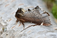 Brun vårtannspinner (Odontosia carmelita)