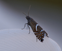 Glyphipterix haworthana