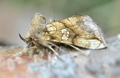 Tyrihjelmfly (Polychrysia moneta)