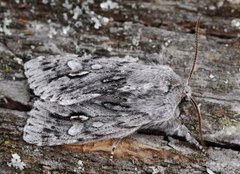 Vårlurvefly (Brachionycha nubeculosa)