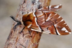 Vårspinner (Endromis versicolora)