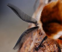 Vårspinner (Endromis versicolora)