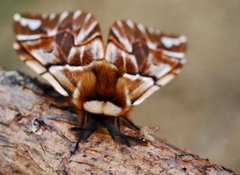 Vårspinner (Endromis versicolora)