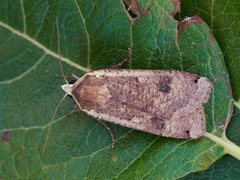 Hagebåndfly (Noctua pronuba)