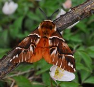 Vårspinner (Endromis versicolora)