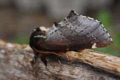 Brun vårtannspinner (Odontosia carmelita)