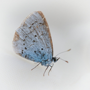 Vårblåvinge (Celastrina argiolus)