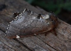 Brun vårtannspinner (Odontosia carmelita)