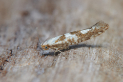 Argyresthia sorbiella