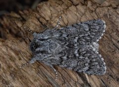 Blågrått kveldfly (Acronicta euphorbiae)