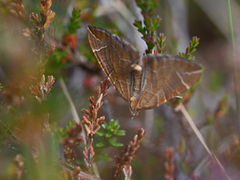 Krattbærmåler (Eulithis testata)