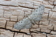 Seljedvergmåler (Eupithecia tenuiata)