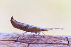 Leddvedsprellemøll (Ypsolopha dentella)