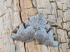 Ripsbuemåler (Macaria wauaria)