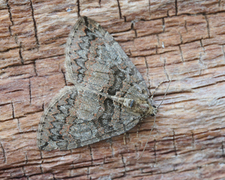 Seljebuskmåler (Hydriomena furcata)