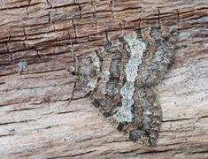 Seljebuskmåler (Hydriomena furcata)