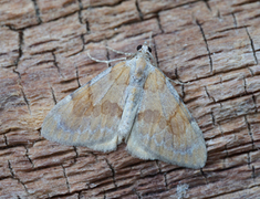 Fjærbarmåler (Thera firmata)